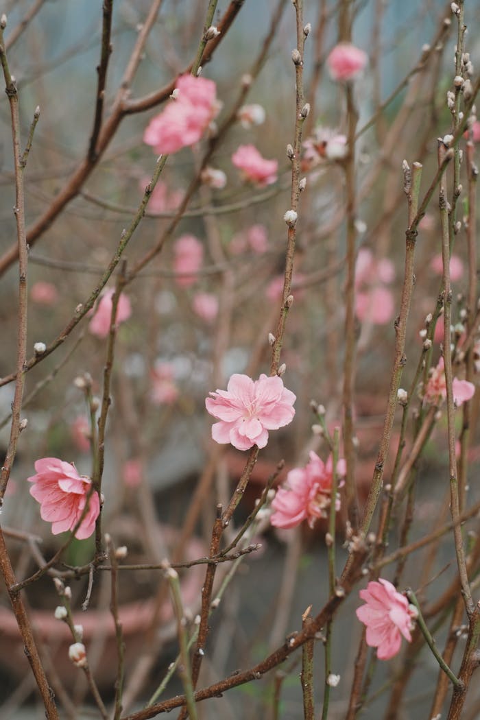 mobile-02 Close-up of pink peach blossoms on branches, symbolizing spring and renewal.